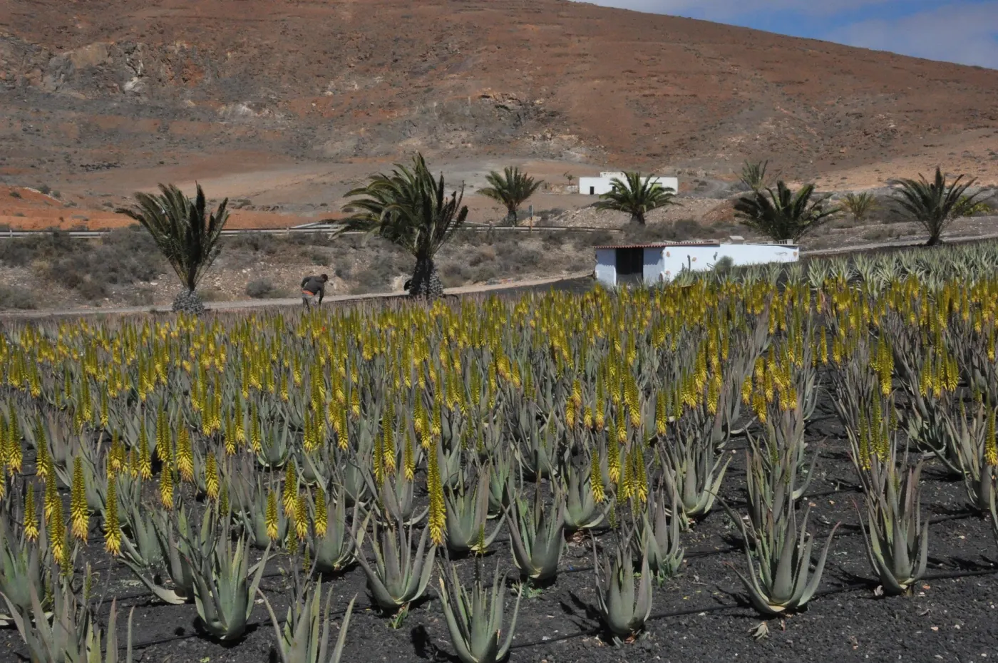 Blühendes Aloe-vera-Feld auf vulkanischem Boden