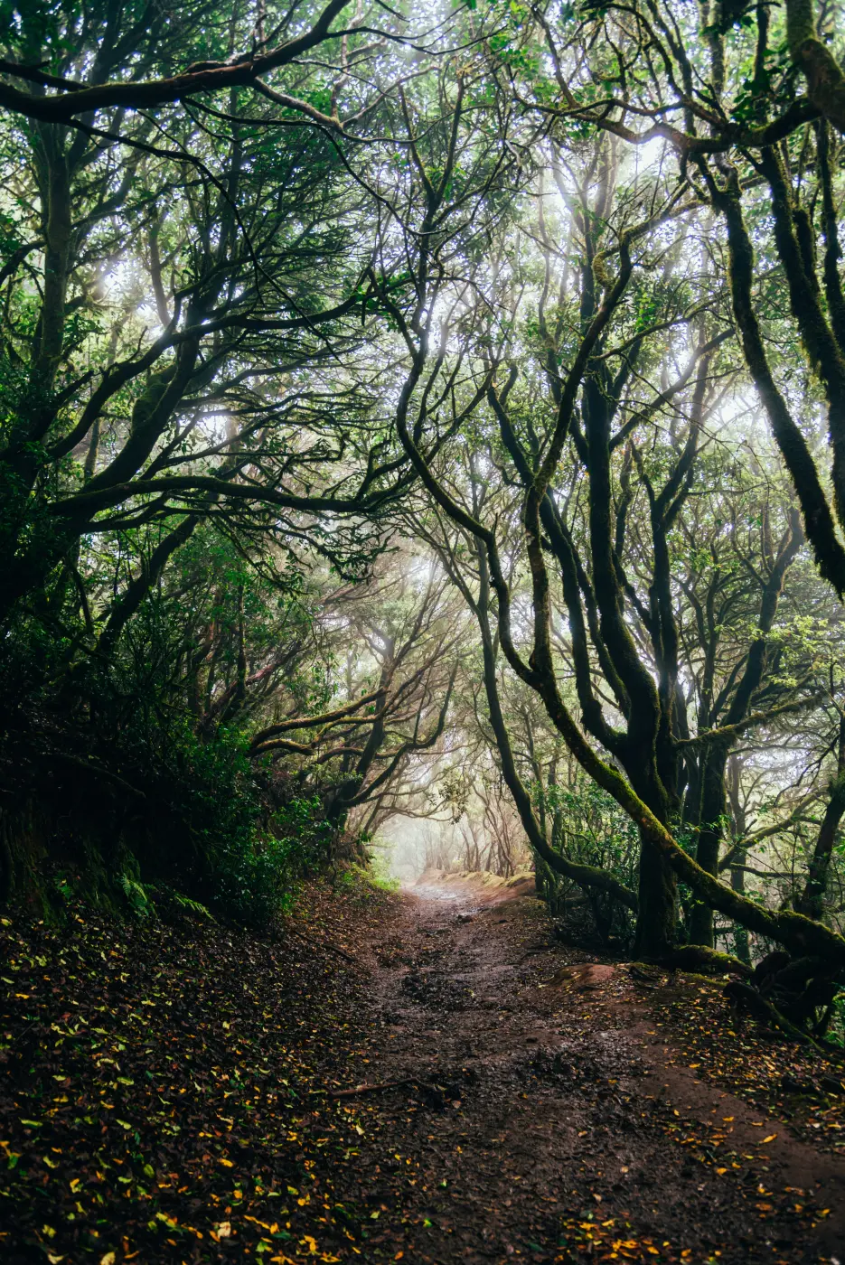 Pfad zwischen moosbedeckten Bäumen und Nebel im Lorbeerwald von Anaga