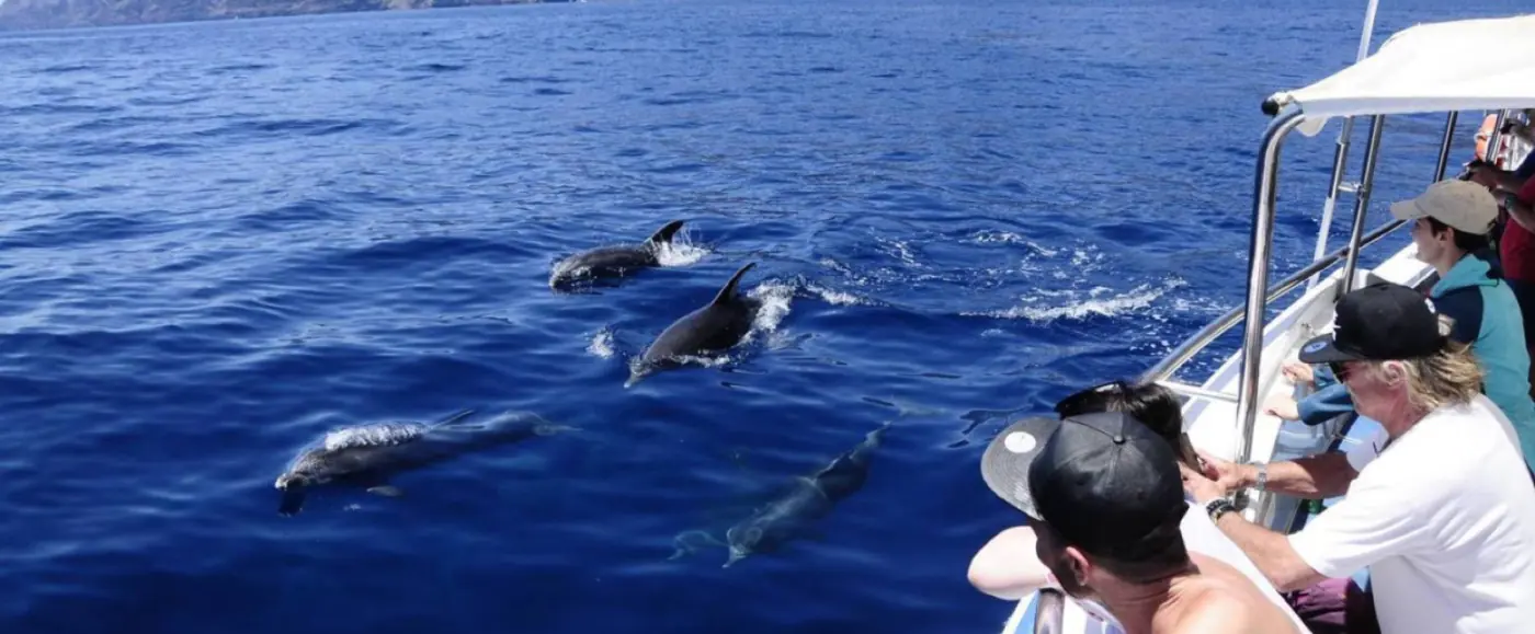 Des dauphins nageant le long du bateau, observés par les passagers