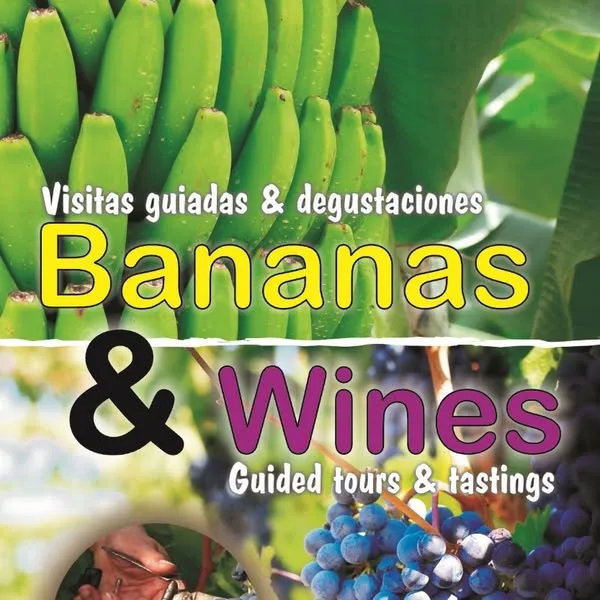 Vignoble sur sol volcanique dans le sud de Tenerife