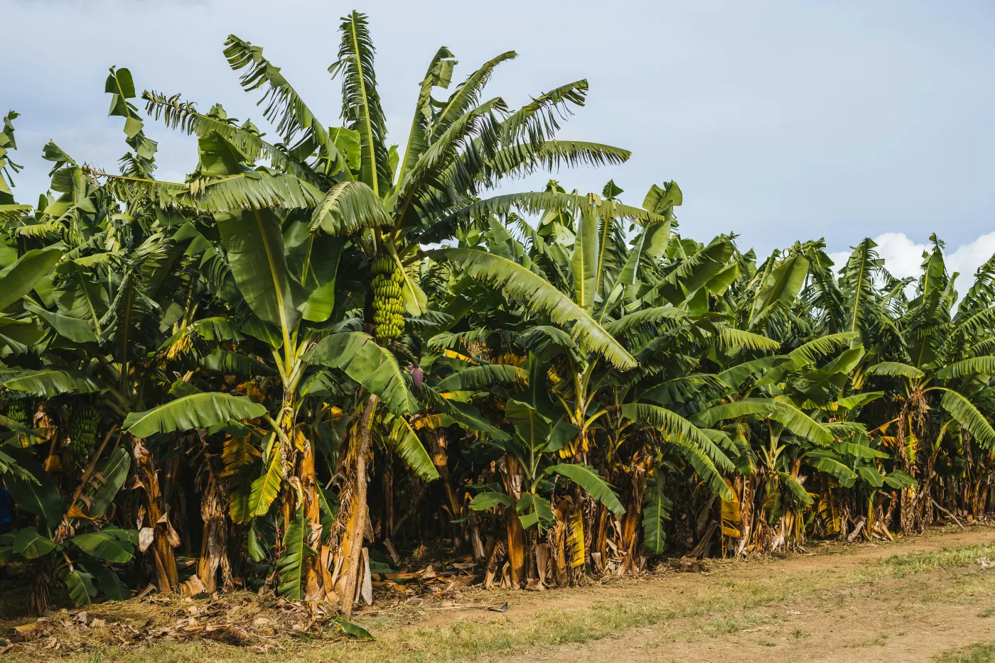 Plantación de plataneras con los racimos creciendo entre las hojas