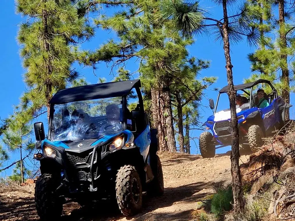 Buggies climbing a pine-forest track in the Teide area