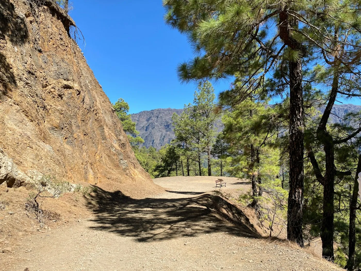 Sendero de tierra bajo pinos, con la montaña detrás