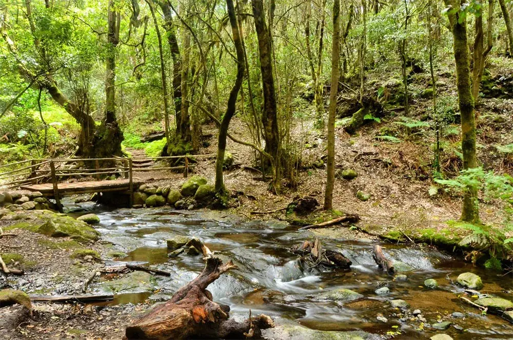Forêt de laurisilve dans le Parc National de Garajonay, La Gomera