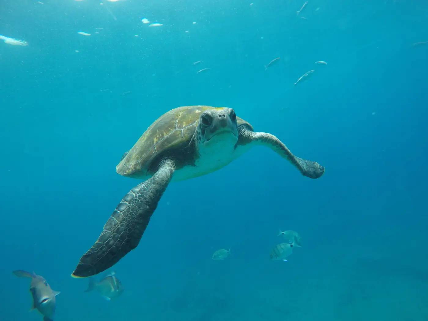 Eine Meeresschildkröte schwimmt zwischen Fischen vor Teneriffa