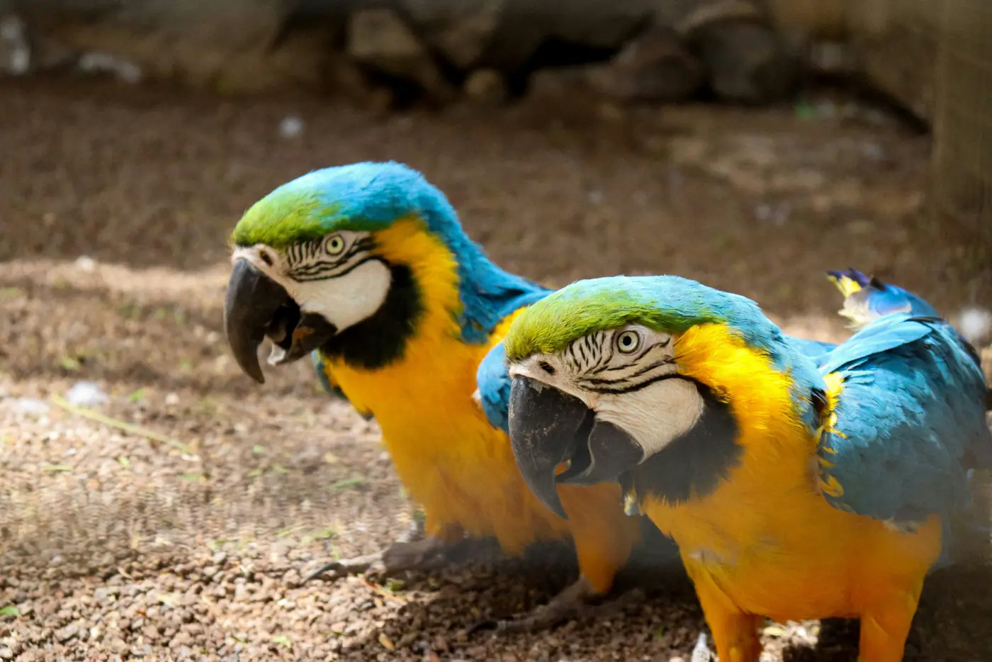 Aras im Loro Parque, Teneriffa