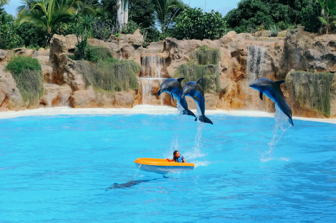 Die Delfinshow im Loro Parque