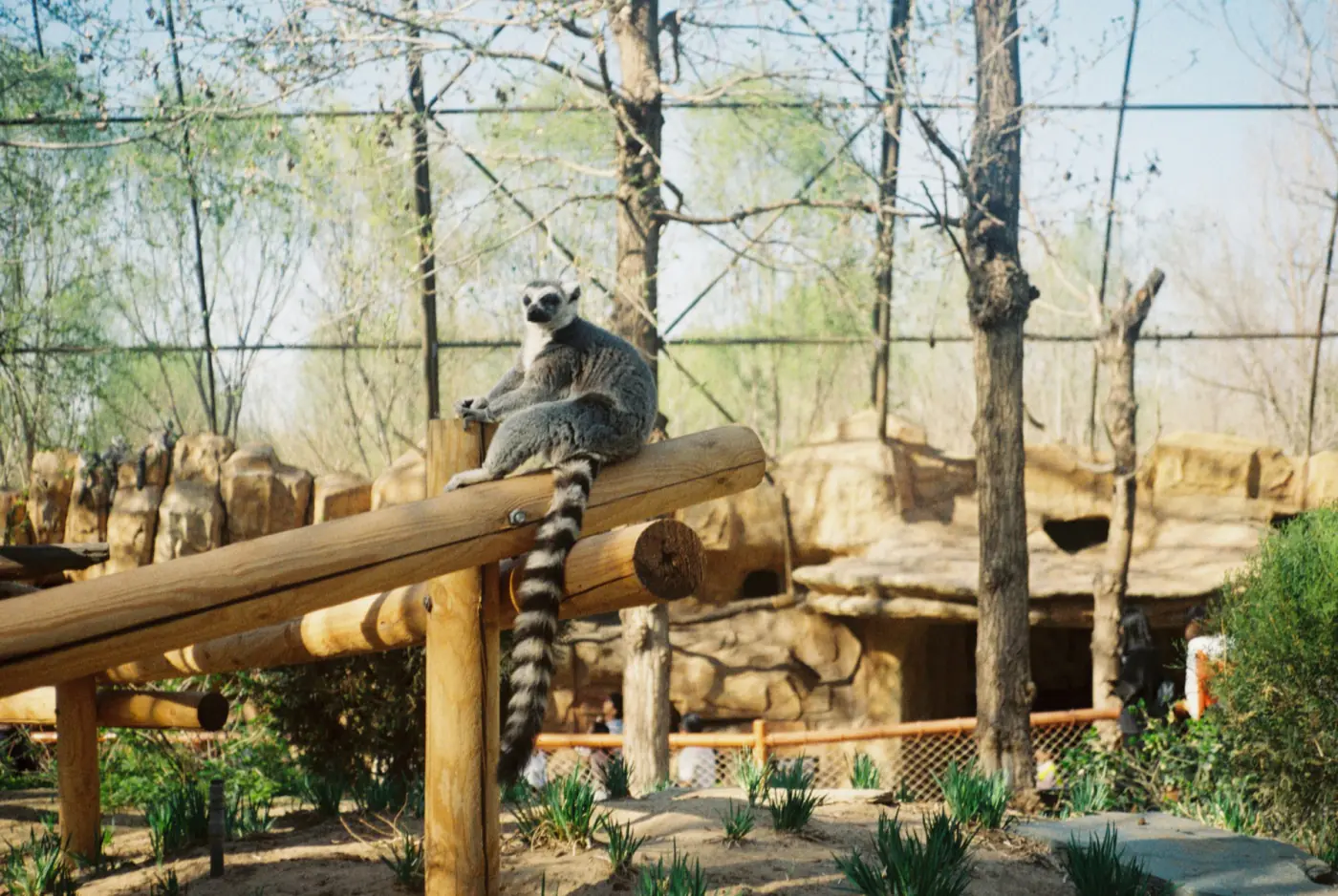 Ein Lemur im Loro Parque, Teneriffa