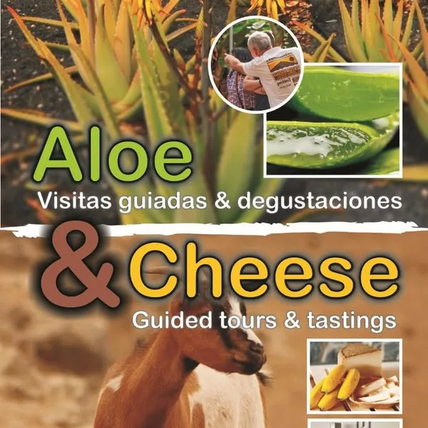 Quesos canarios curándose en una quesería del sur de Tenerife